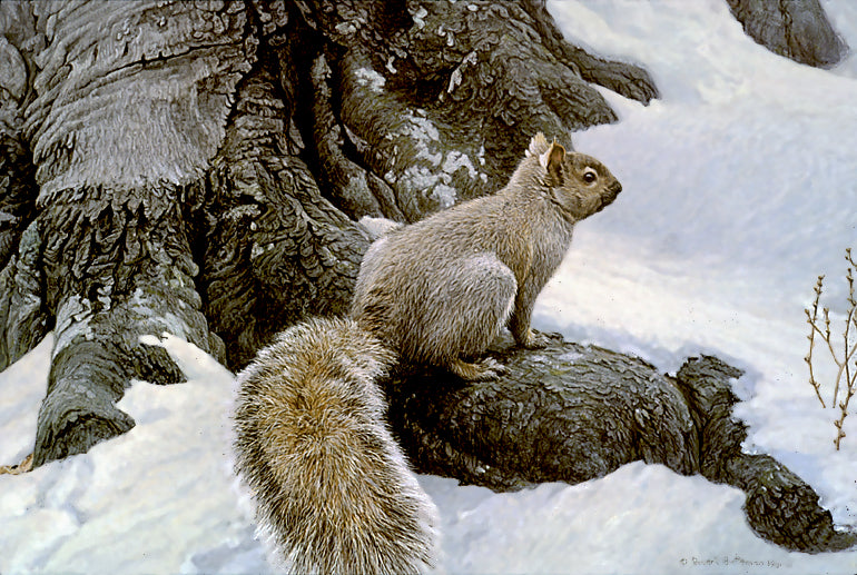 Gray Squirrel
