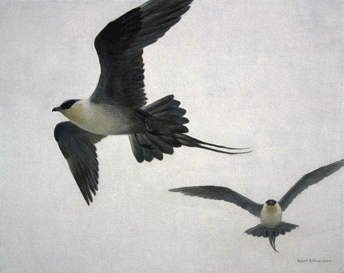 Long-tailed Jaegers