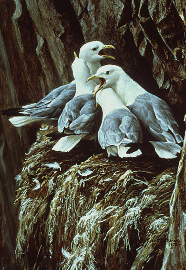 Kittiwake Greeting