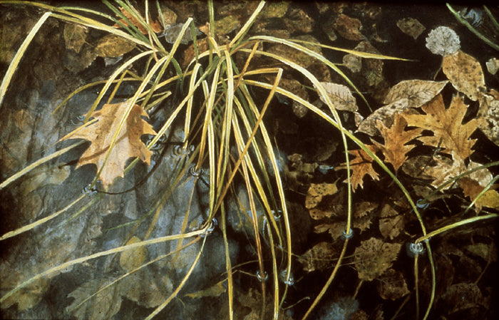 Leaves & Grasses in Pool