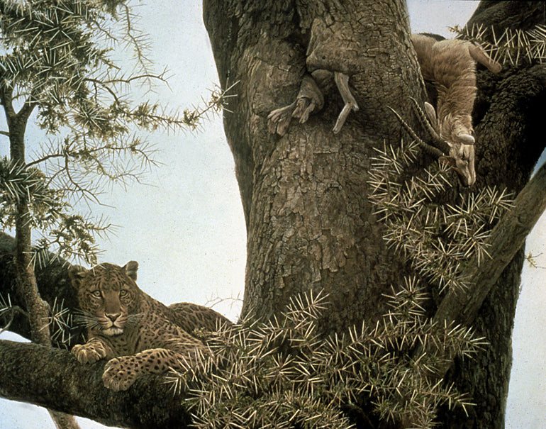 Leopard and Thomson Gazelle Kill