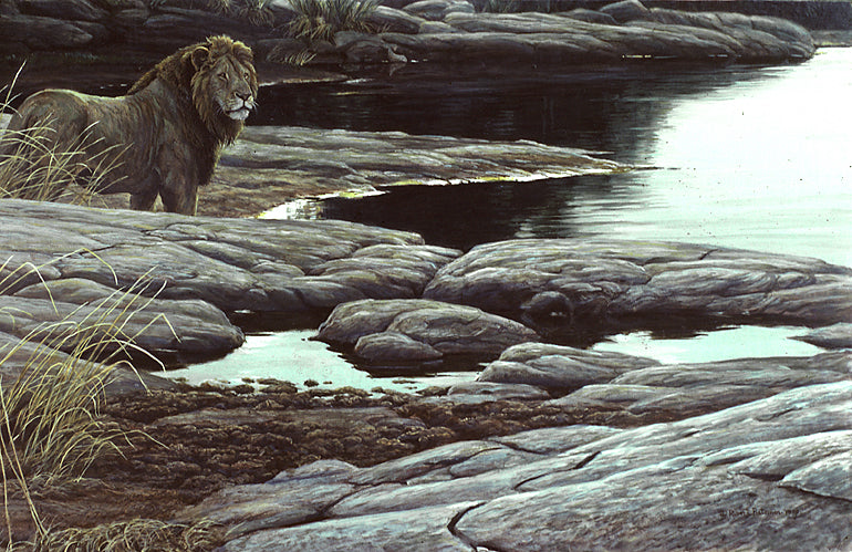 Lion at Tsavo