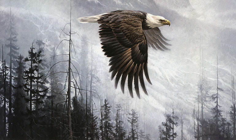 Majesty on the Wing - Bald Eagle