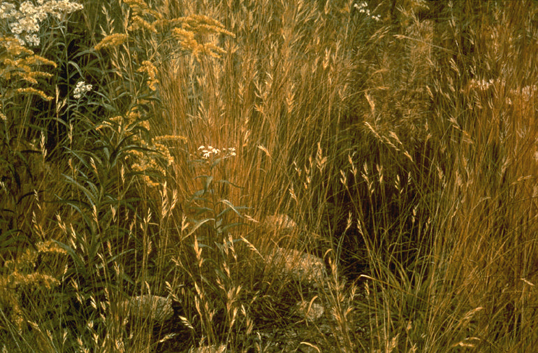 Marginal Meadow - Goldenrod and Everlasting
