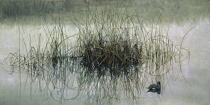 Morning Calm – Pintails