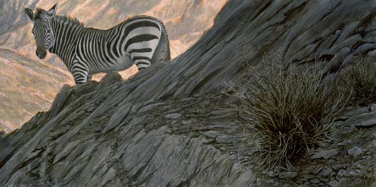 Mountain Zebra