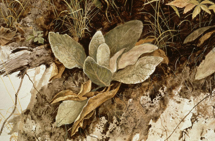 Mullein Leaves