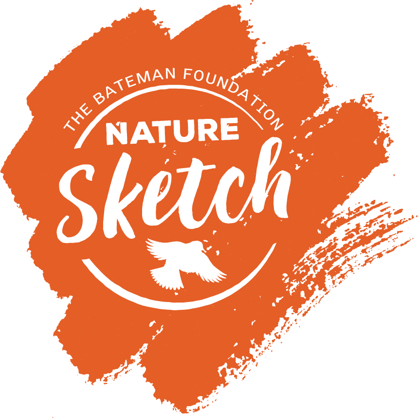 Nature Sketch