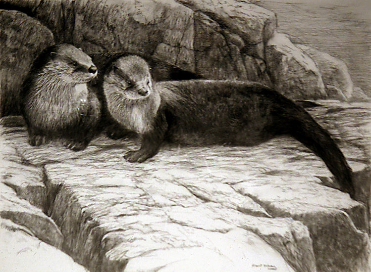 Rocky Shore – River Otters
