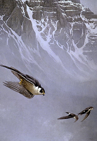 Peregrine Falcon and White-throated Swifts