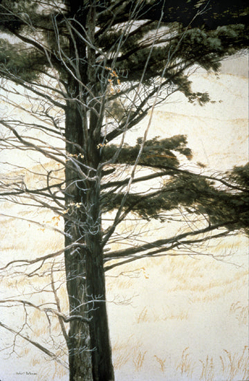 Pine and Maple