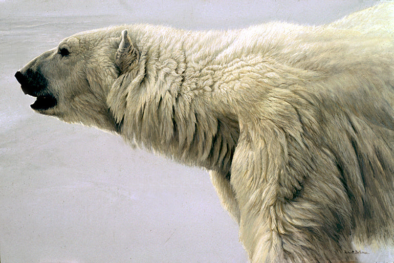Polar Bear Profile