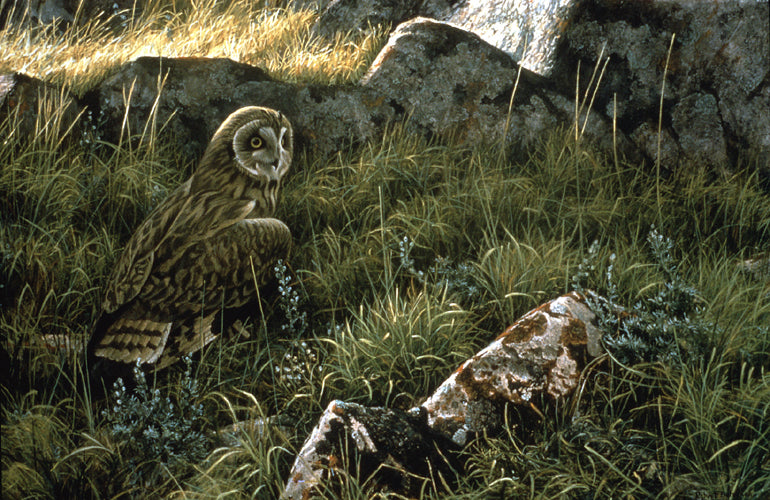 Prairie Evening - Short-eared Owl