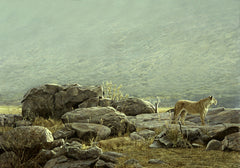 Pride of Lions at Samburu