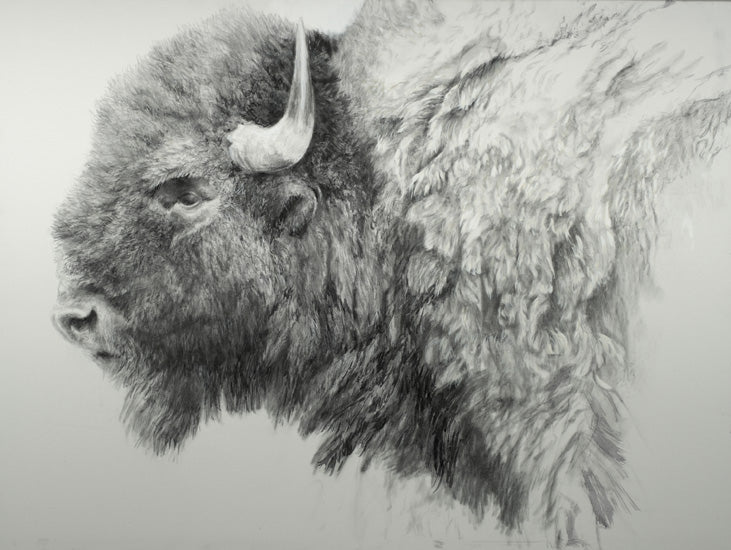 Bison drawing