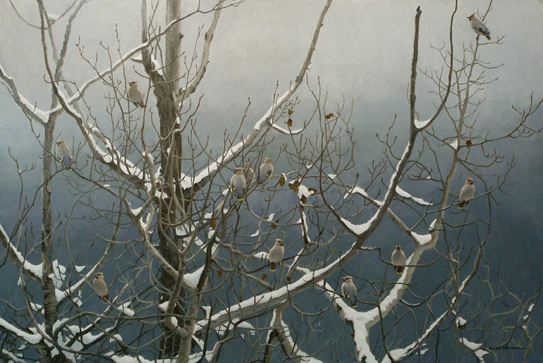 Bohemian Waxwings