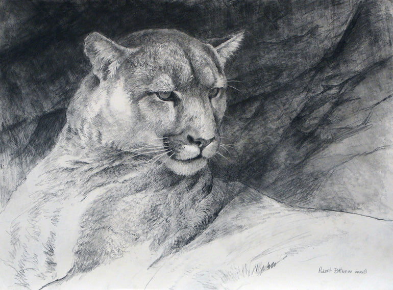 Cougar drawing