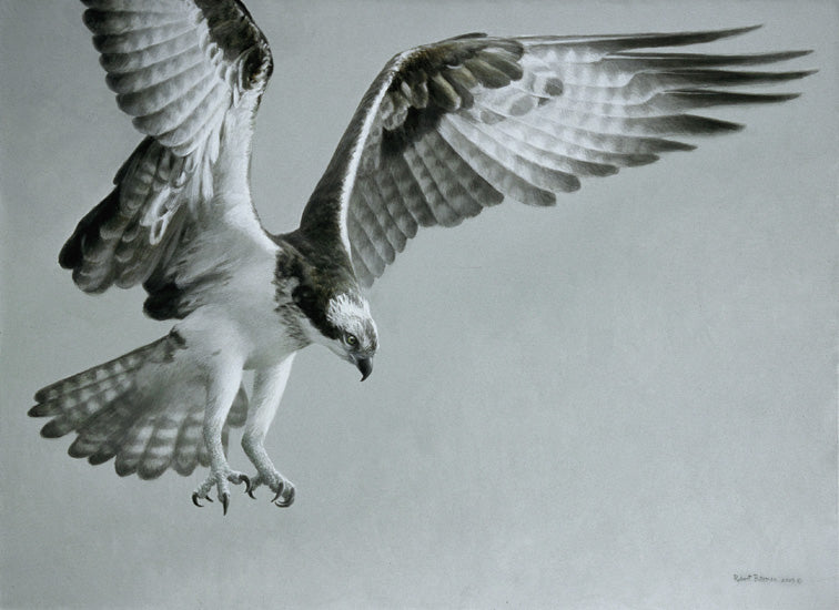 Descending - Osprey