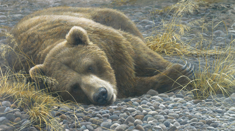 Grizzly At Rest