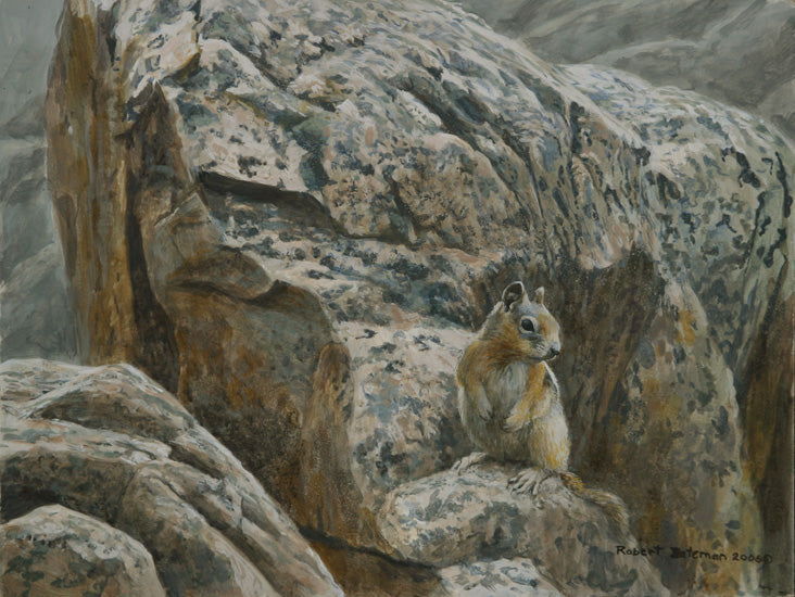 Ground Squirrel