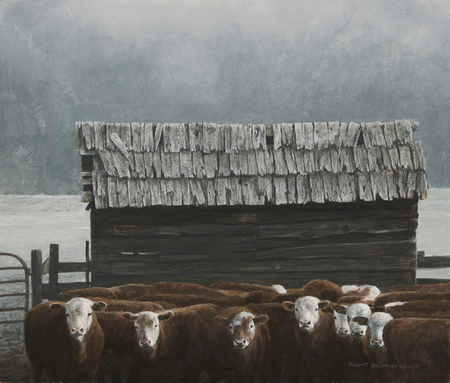 Herefords & Barn
