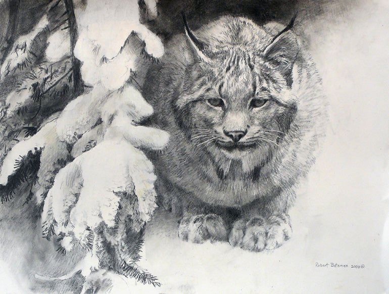 Lynx drawing