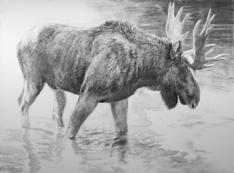 Moose drawing