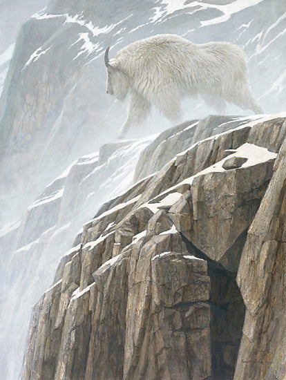 Mountain Goat