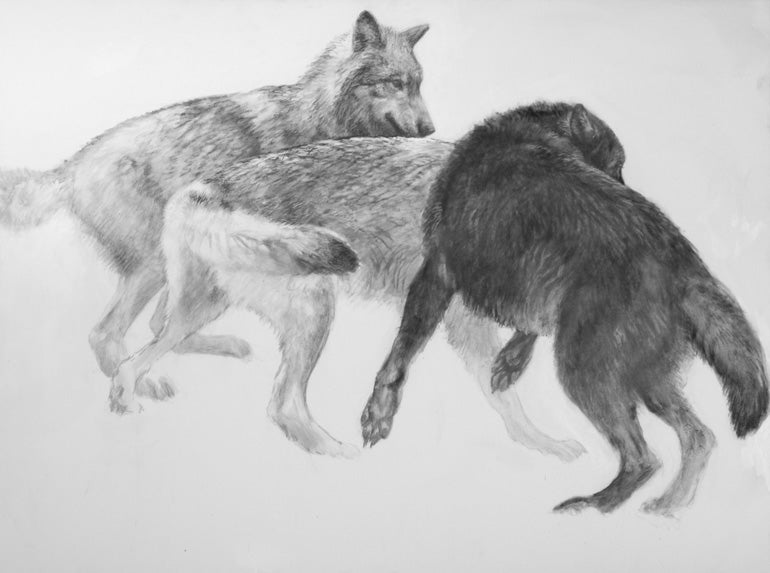 Wolves drawing
