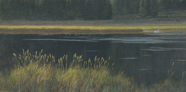 Yellowstone Light - Swans