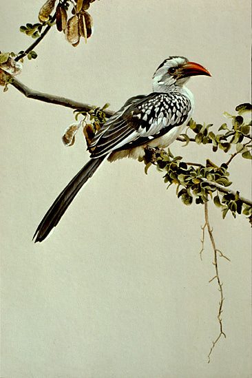 Red-billed Hornbill