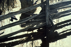 Red-winged Blackbirds & Rail Fence