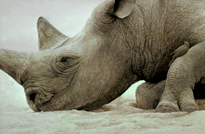Rhino and Oxpecker