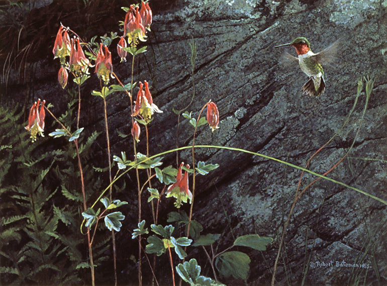 Ruby-throat & Columbine