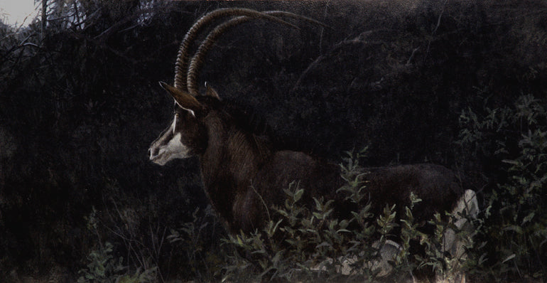 Sable in Moonlight