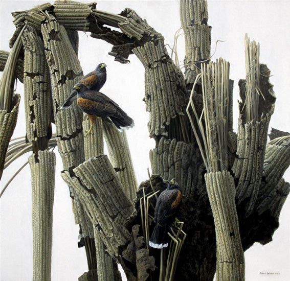 Saguaro & Harris’ Hawks
