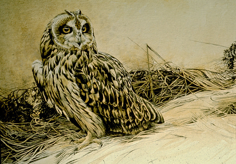 Short-eared Owl
