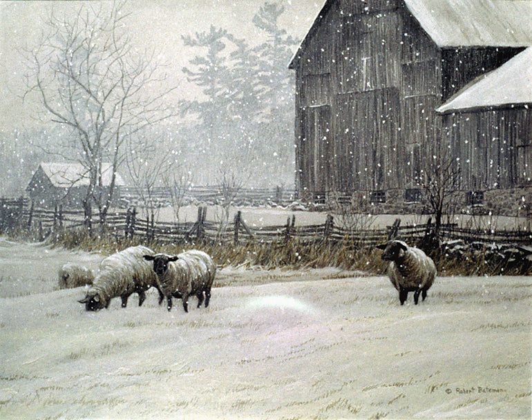 Snowy Sheep & Barn