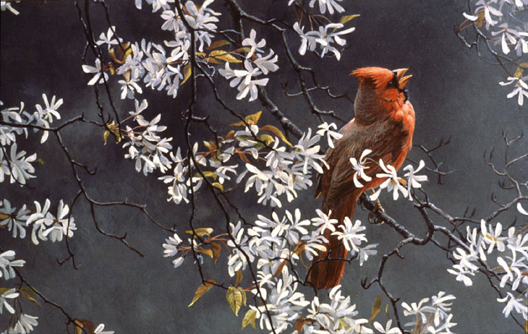 Spring Cardinal
