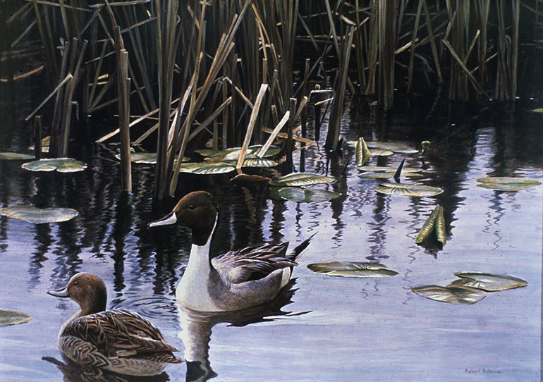 Spring March Pintail Pair