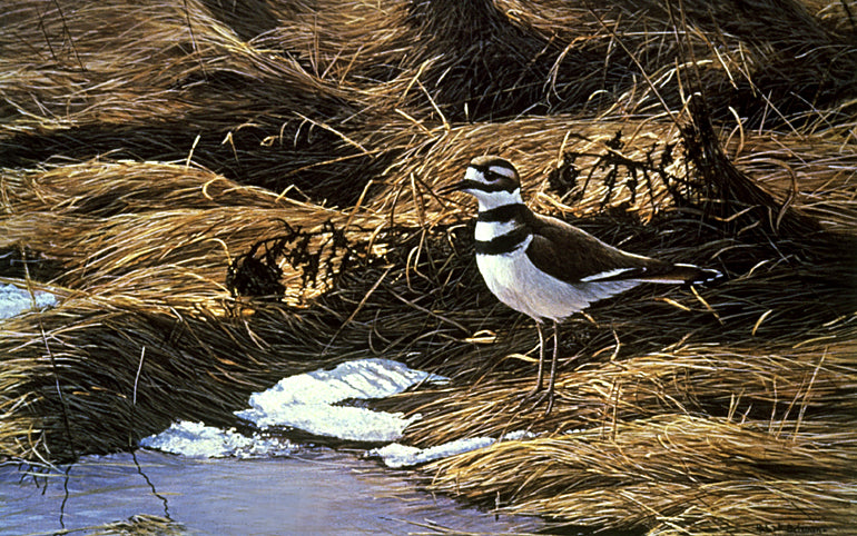 Spring Thaw Killdeer