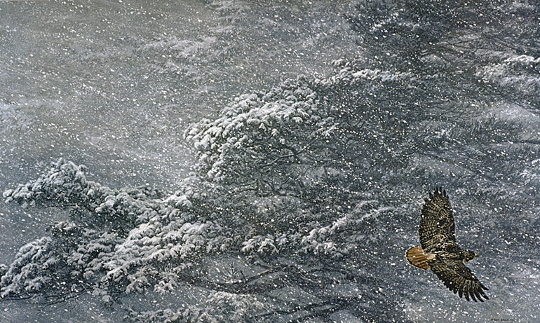 Sudden Blizzard – Red-tailed Hawk