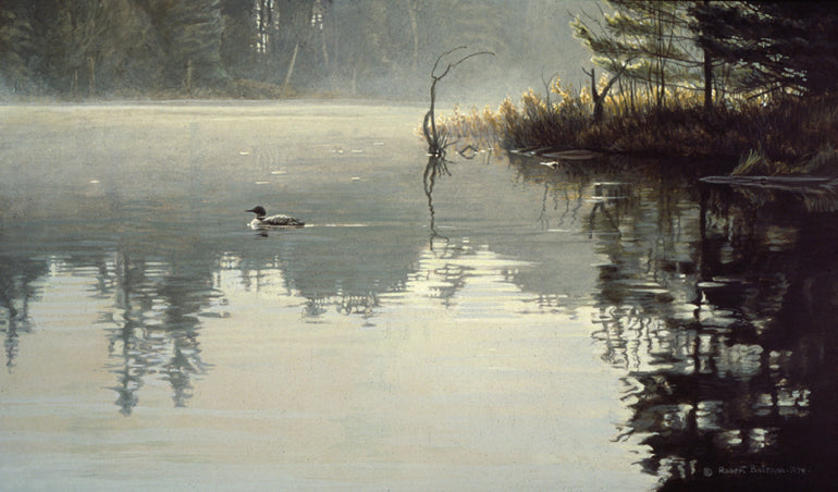 Summer Morning – Loon