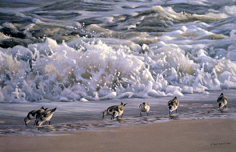 Surf & Sanderlings