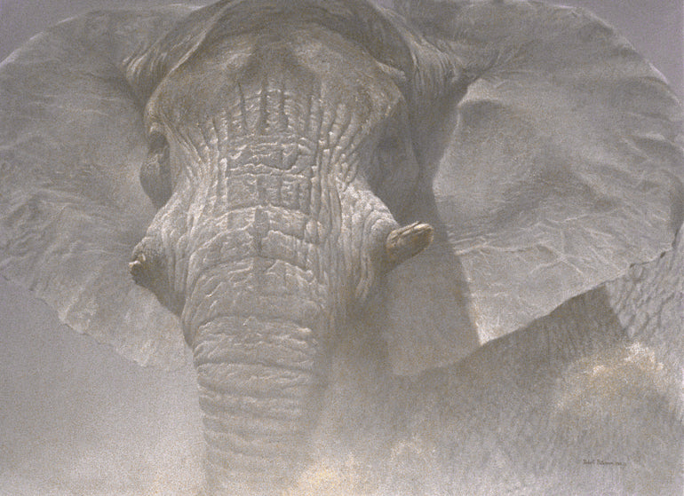 The Wise One – Old Cow Elephant