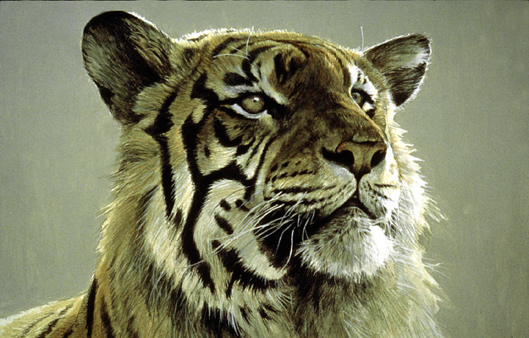 Tiger Portrait