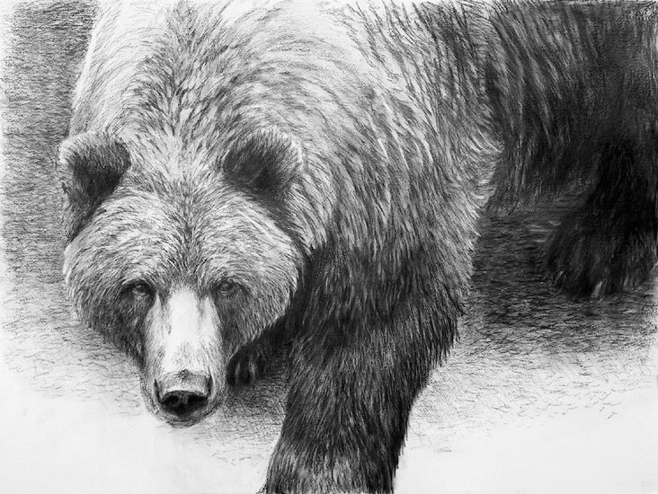Treed, Grizzly