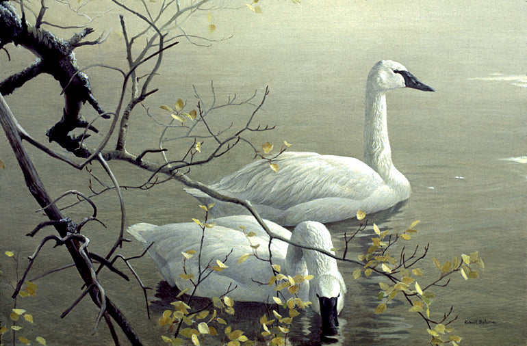 Trumpeter Swans and Aspen