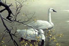 Trumpeter Swans and Aspen