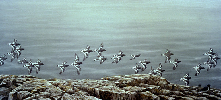 Black Turnstone Flock